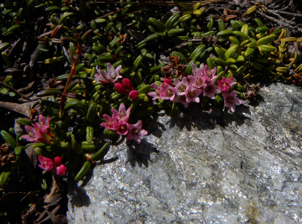 Kalmia procumbens  (Ericaceae)